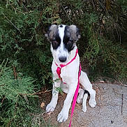 Stella. participe au concours pour gagner de l'argent avec cette photo : dog, puppy, outdoor, greenery, bushes, leash, harness, pink, dirt, path, sitting, animal, canine, nature, fur, black_and_white, young, pet, grass, shrub