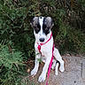 dog, puppy, outdoor, greenery, bushes, leash, harness, pink, dirt, path, sitting, animal, canine, nature, fur, black_and_white, young, pet, grass, shrub