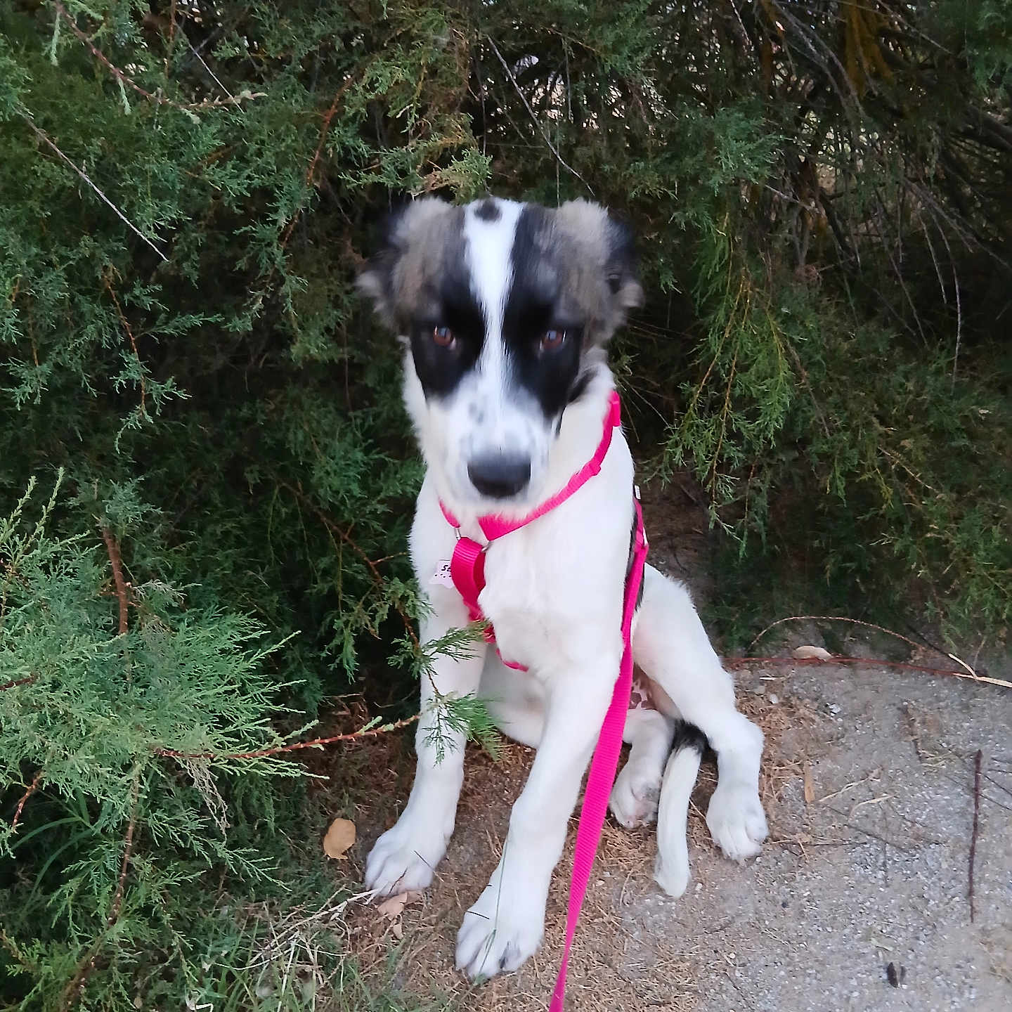 Stella.