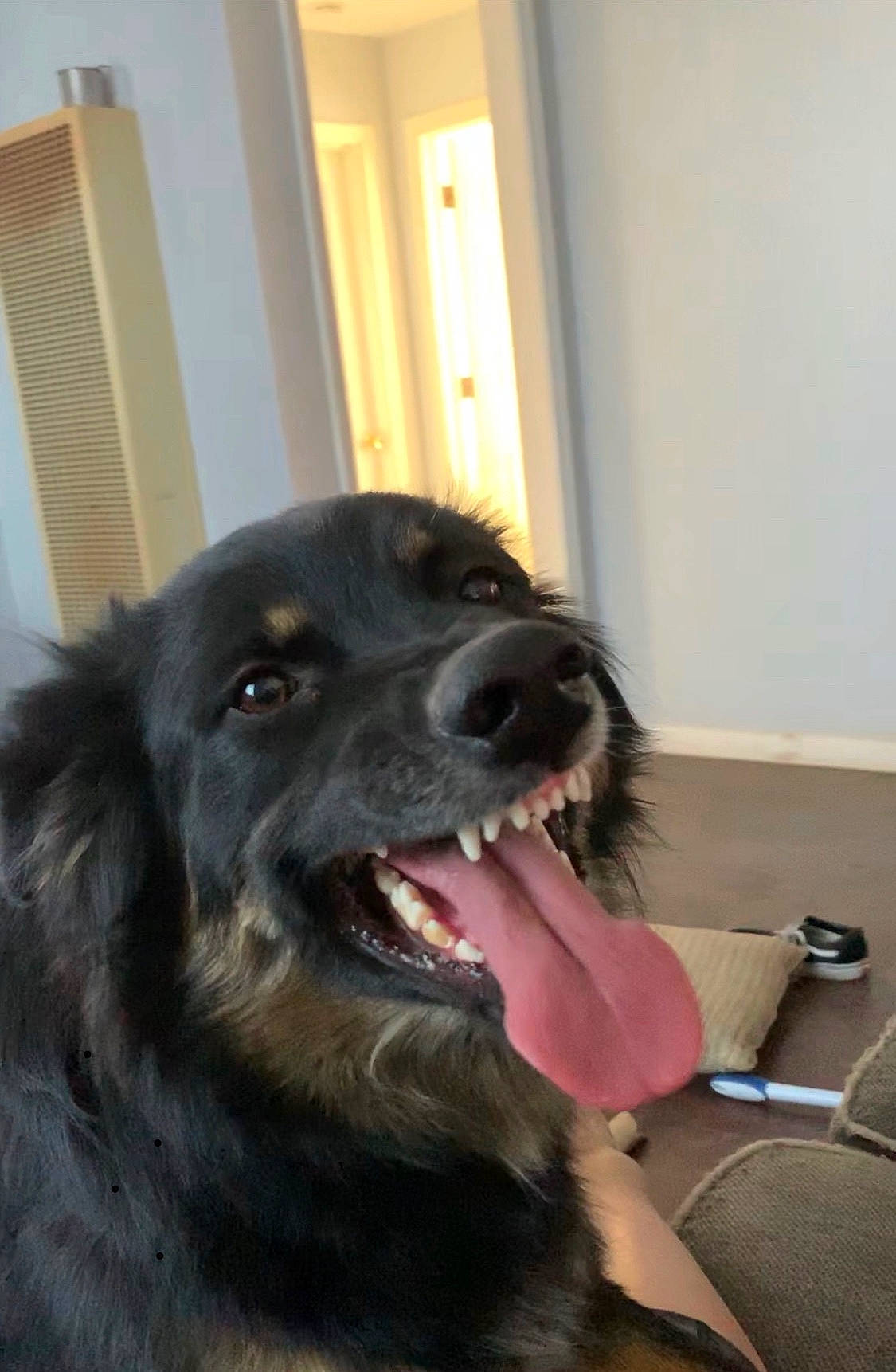 Donuts is registered to the contest to win money with this photo: ancient_dog_breeds, ball, borador, canidae, carnivore, companion_dog, dog, dog_breed, dog_collar, fang, fur, guard_dog, leonberger, plant, shout, snout, sporting_group, whiskers, working_animal, working_dog