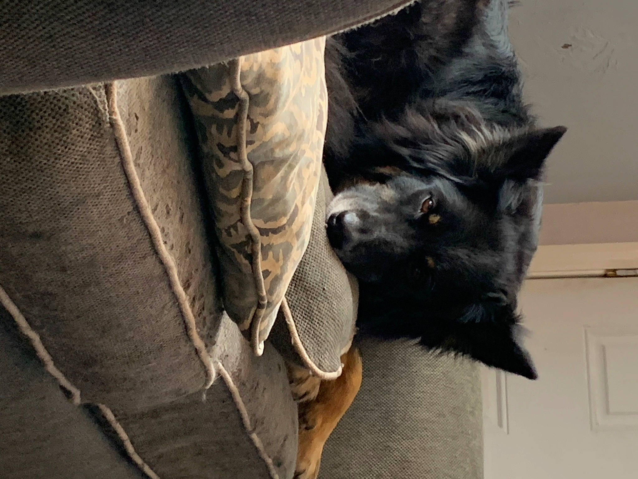 Donuts joined the competition — help win amazing prizes! automotive_tire, bat, canidae, carnivore, claw, denim, dog, dog_breed, eye, felidae, fur, grey, human_leg, small_to_medium_sized_cats, snout, sporting_group, tail, terrestrial_animal, whiskers, working_animal