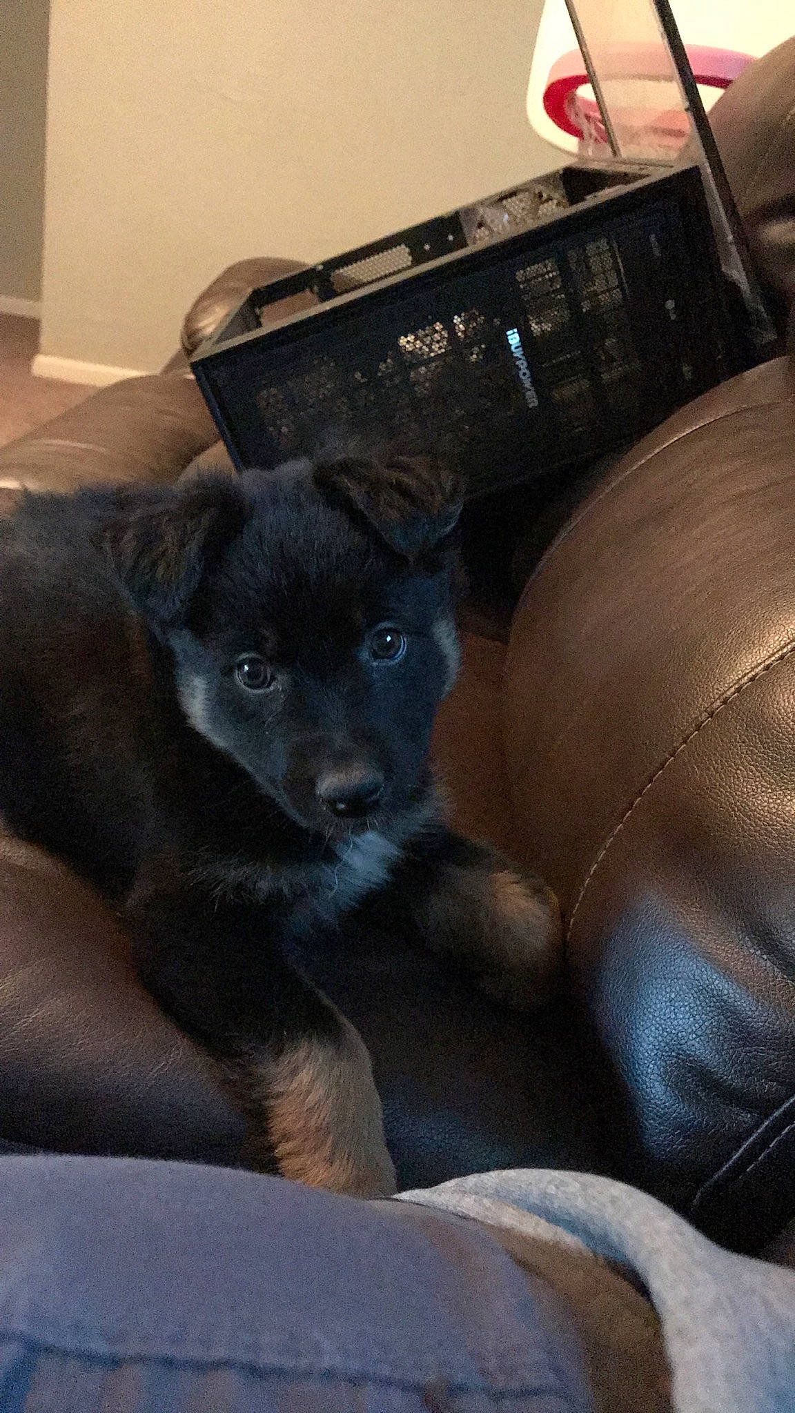 Donuts is registered to the contest to win money with this photo: borador, canidae, carnivore, comfort, companion_dog, dog, dog_breed, fawn, felidae, foot, fur, human_leg, sporting_group, tail, terrestrial_animal, whiskers, working_animal