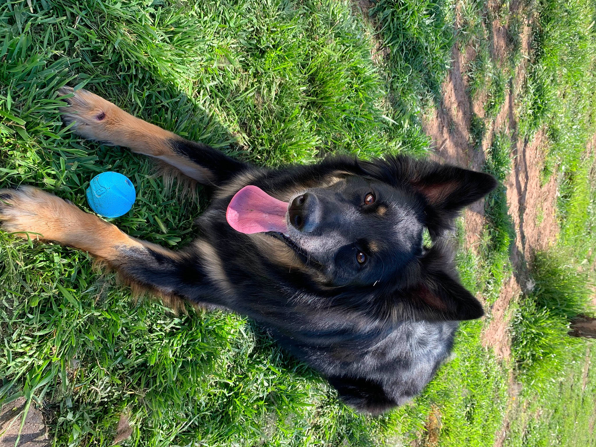 Donuts is registered to the contest to win money with this photo: canidae, carnivore, companion_dog, dog, dog_breed, dog_collar, dog_supply, electric_blue, fawn, grass, paw, pet_supply, plant, snout, sporting_group, tail, terrestrial_animal, tree, working_animal, working_dog