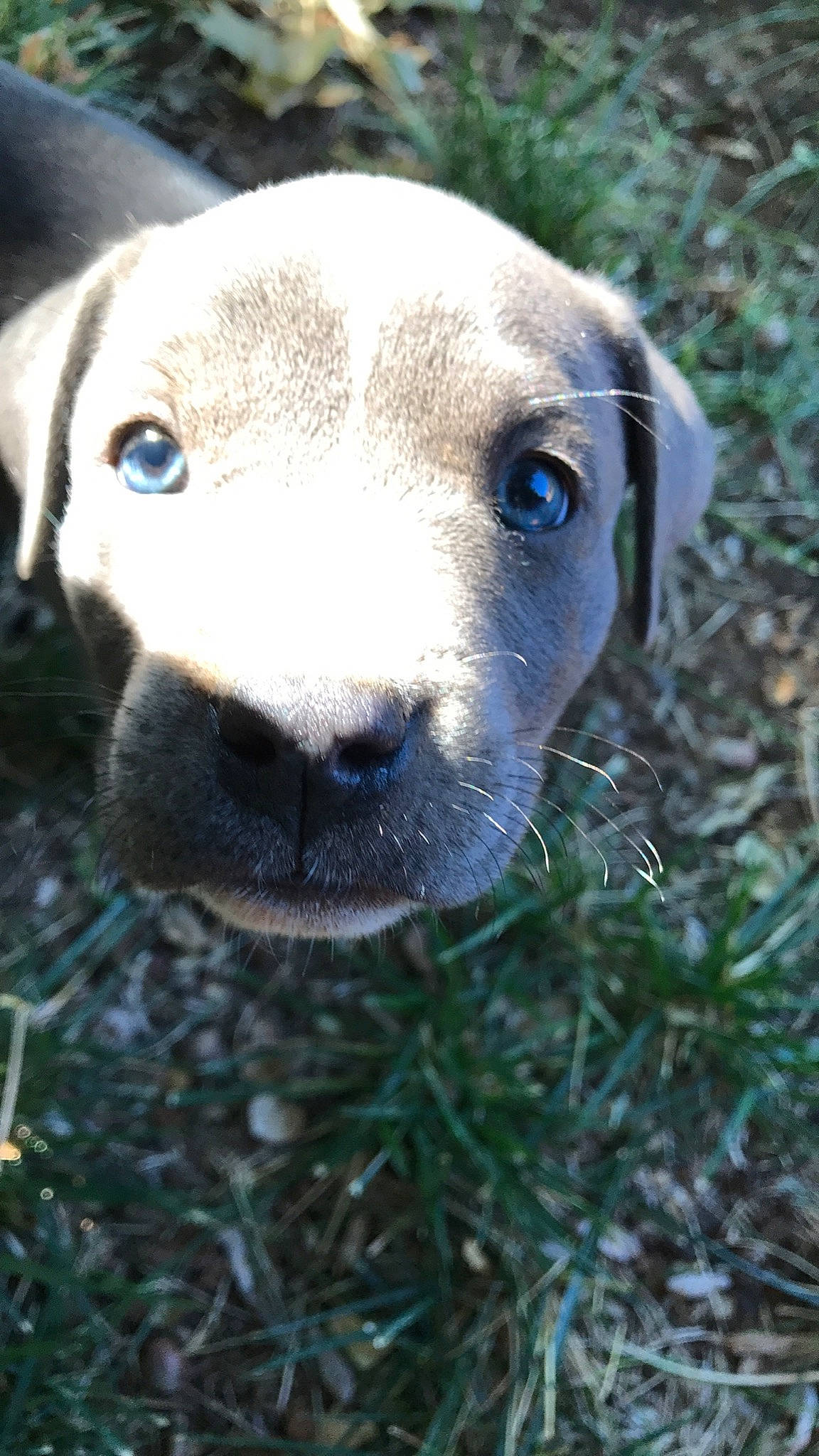 Waffles joined the competition — help win amazing prizes! canidae, carnivore, companion_dog, dog, dog_breed, electric_blue, fawn, fur, grass, livestock, plant, puppy, sheep, snout, sporting_group, terrestrial_animal, whiskers, wildlife, working_animal