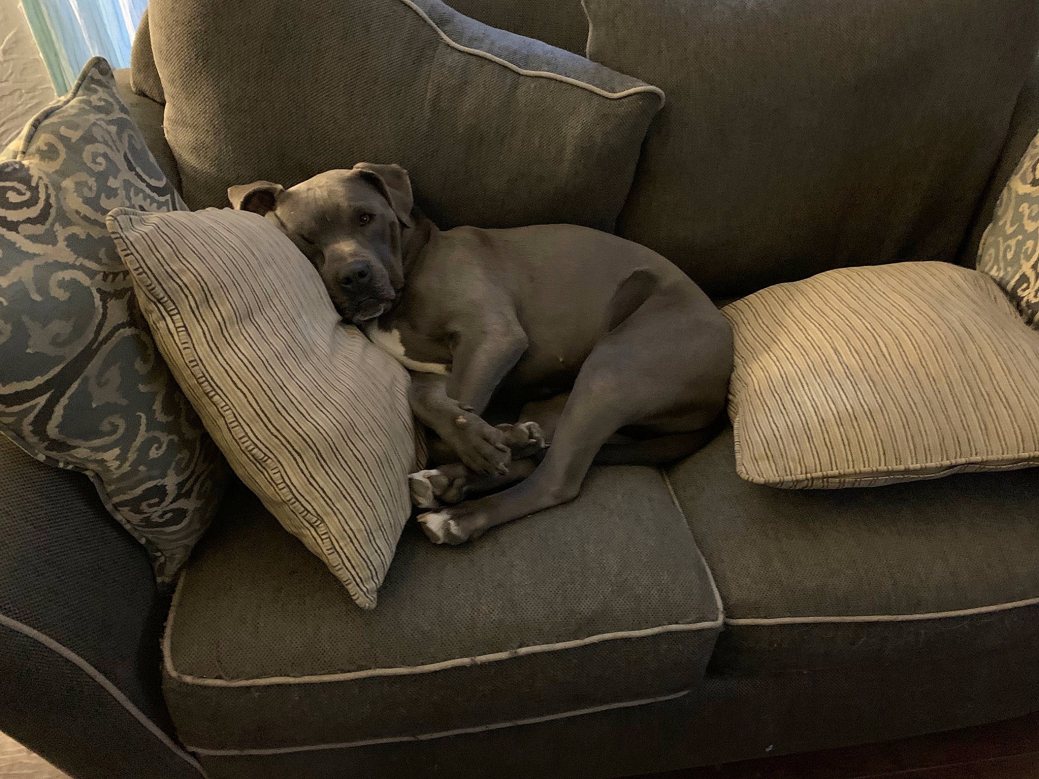 Waffles joined the competition — help win amazing prizes! armrest, canidae, carnivore, comfort, companion_dog, couch, dog, dog_breed, dog_supply, fawn, furniture, grey, head_restraint, linens, liver, nap, pet_supply, sporting_group, studio_couch, working_animal