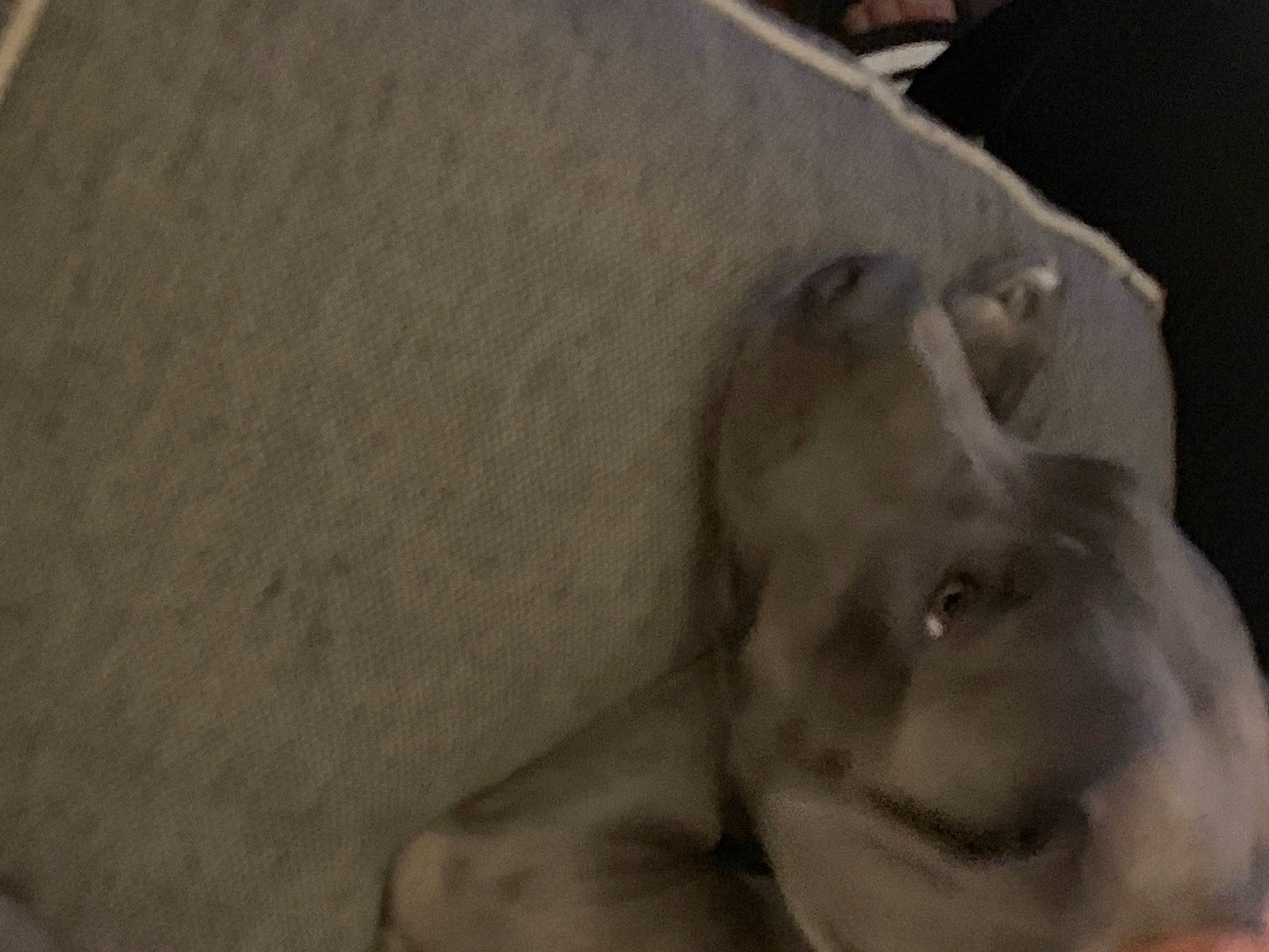 Waffles joined the competition — help win amazing prizes! comfort, dog_breed, ear, fur, grey, monochrome_photography, tail, terrestrial_animal, whiskers, wood, working_animal, wrinkle