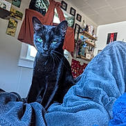 Bast is registered to the contest to win money with this photo: black_cat, cat, green_eyes, indoor, blanket, furniture, window, curtains, shelf, decor, artwork, wall, cozy, pet, animal, whiskers, soft_texture, relaxed, domestic, home
