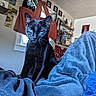 black_cat, cat, green_eyes, indoor, blanket, furniture, window, curtains, shelf, decor, artwork, wall, cozy, pet, animal, whiskers, soft_texture, relaxed, domestic, home