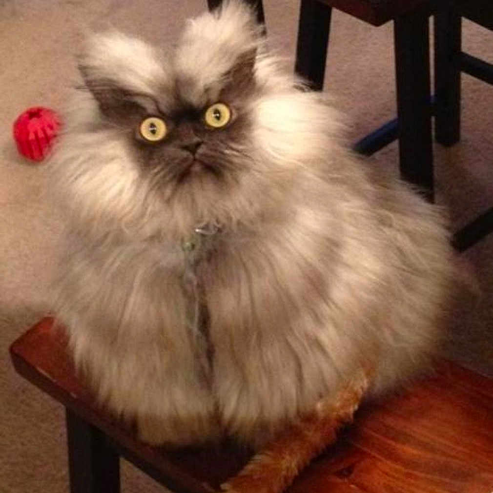 Filouuu a rejoint le concours — aidez-le/la à gagner de superbes lots ! animal, carpet, cat, chair, closeup, domestic, feline, fluffy, fur, household, indoor, living_room, pet, red_ball, sitting, surprised_expression, toy, wide_eyes, wooden_furniture, yellow_eyes