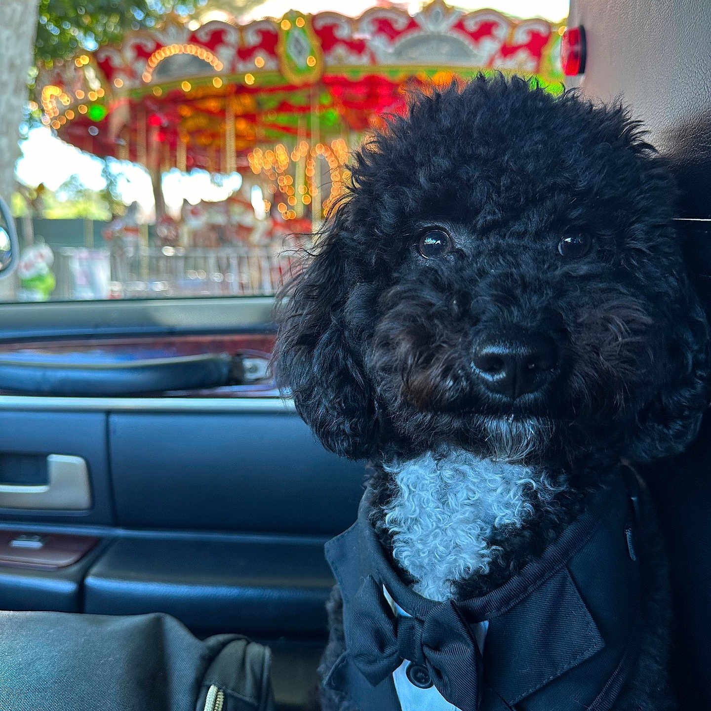 Tuxe joined the competition — help win amazing prizes! accessories, amusementpark, animal, architecture, bag, building, canine, clothing, dog, handbag, machine, outdoors, pet, poodle, puppy, shelter, spoke, terrier, transportation, vehicle