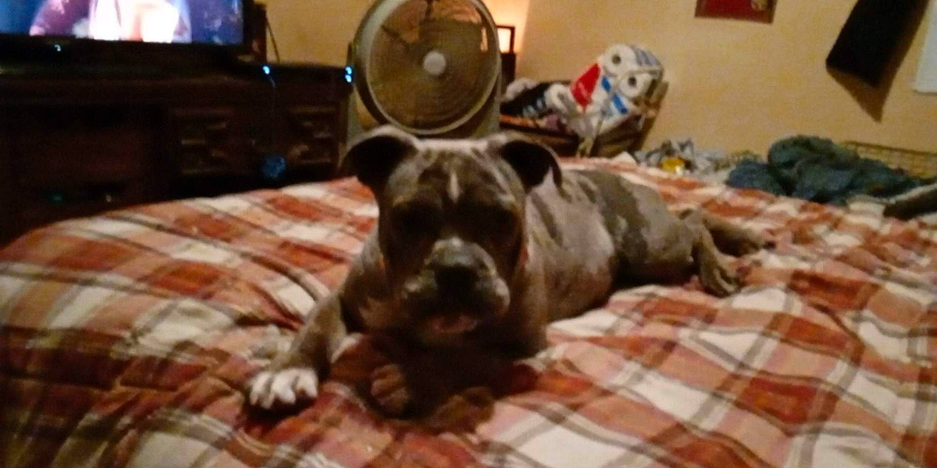 Baby Girl is registered to the contest to win money with this photo: canidae, carnivore, comfort, companion_dog, dog, dog_breed, fawn, flooring, guard_dog, hardwood, molosser, non_sporting_group, pattern, plaid, schnauzer, snout, sporting_group, tartan, terrestrial_animal, working_animal