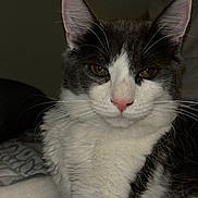 Mew is registered to the contest to win money with this photo: animal, bed, blanket, cat, closeup, cute, domestic_cat, ears, eyes, feline, fur, indoor, looking_at_camera, pet, pink_nose, portrait, relaxed, resting, tuxedo_cat, whiskers