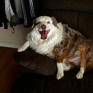 Presley joined the competition — help win amazing prizes! dog, smiling, happy, fluffy, couch, indoor, pet, brown, white, fur, tongue_out, relaxed, home, clothing, hanger, wood_floor, seated, looking_at_camera, domestic_animal, companion