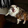 dog, smiling, happy, fluffy, couch, indoor, pet, brown, white, fur, tongue_out, relaxed, home, clothing, hanger, wood_floor, seated, looking_at_camera, domestic_animal, companion