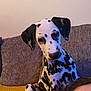 dalmatian, dog, puppy, spotted, black_and_white, couch, indoor, pet, animal, canine, fur, ears, face, head, sitting, curious, texture, pillow, yellow_blanket, human_head