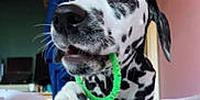 Nala joined the competition — help win amazing prizes! dalmatian, dog, puppy, pet, indoor, chewing, toy, green, fuzzy, black_and_white, spots, closeup, paw, nose, curious, animal, cute, young, playful, domestic