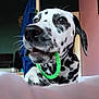 dalmatian, dog, puppy, pet, indoor, chewing, toy, green, fuzzy, black_and_white, spots, closeup, paw, nose, curious, animal, cute, young, playful, domestic