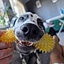 dog, dalmatian, toy, yellow_toy, nose, mouth, teeth, indoor, living_room, blurred_background, person, legs, hand, playful, pet, whiskers, black_and_white, carpet, furniture, happy