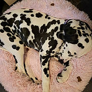 Nala joined the competition — help win amazing prizes! dog, dalmatian, sleeping, pet, animal, spotted, fur, pink_bed, fluffy, round_bed, collar, indoor, floor, resting, cute, paw, canine, companion, domestic, relaxing