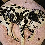 dog, dalmatian, sleeping, pet, animal, spotted, fur, pink_bed, fluffy, round_bed, collar, indoor, floor, resting, cute, paw, canine, companion, domestic, relaxing