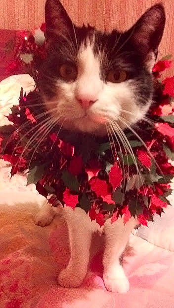 Sachat participe au concours pour gagner de l'argent avec cette photo : carnivore, cat, christmas, costume_accessory, cut_flowers, felidae, fur, linens, pink, red, small_to_medium_sized_cats, snout, whiskers