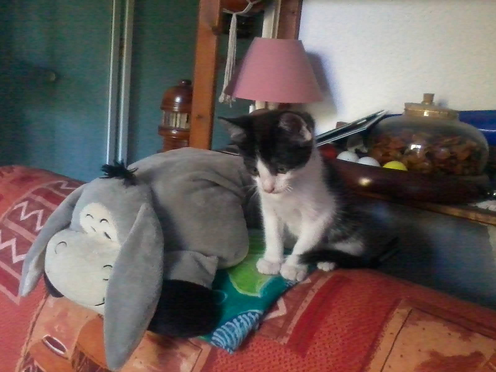 Sachat a rejoint le concours — aidez-le/la à gagner de superbes lots ! canidae, carmine, carnivore, cat, comfort, companion_dog, dog_breed, domestic_short_haired_cat, felidae, flooring, fur, lamp, lap, picture_frame, plush, room, small_to_medium_sized_cats, sporting_group, tail, whiskers