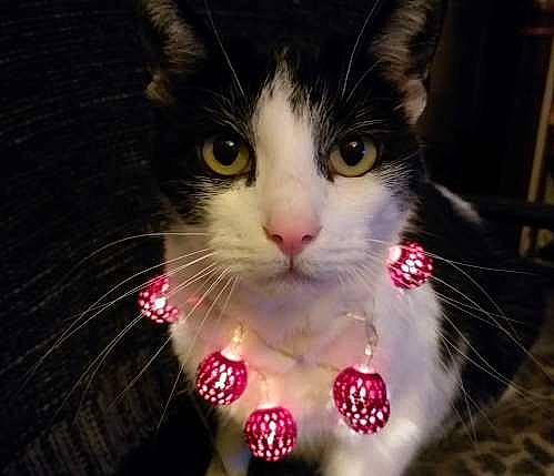 Sachat participe au concours pour gagner de l'argent avec cette photo : carnivore, cat, cat_toy, christmas, collar, felidae, fur, pet_supply, pink, small_to_medium_sized_cats, snout, tongue, vertebrate, whiskers