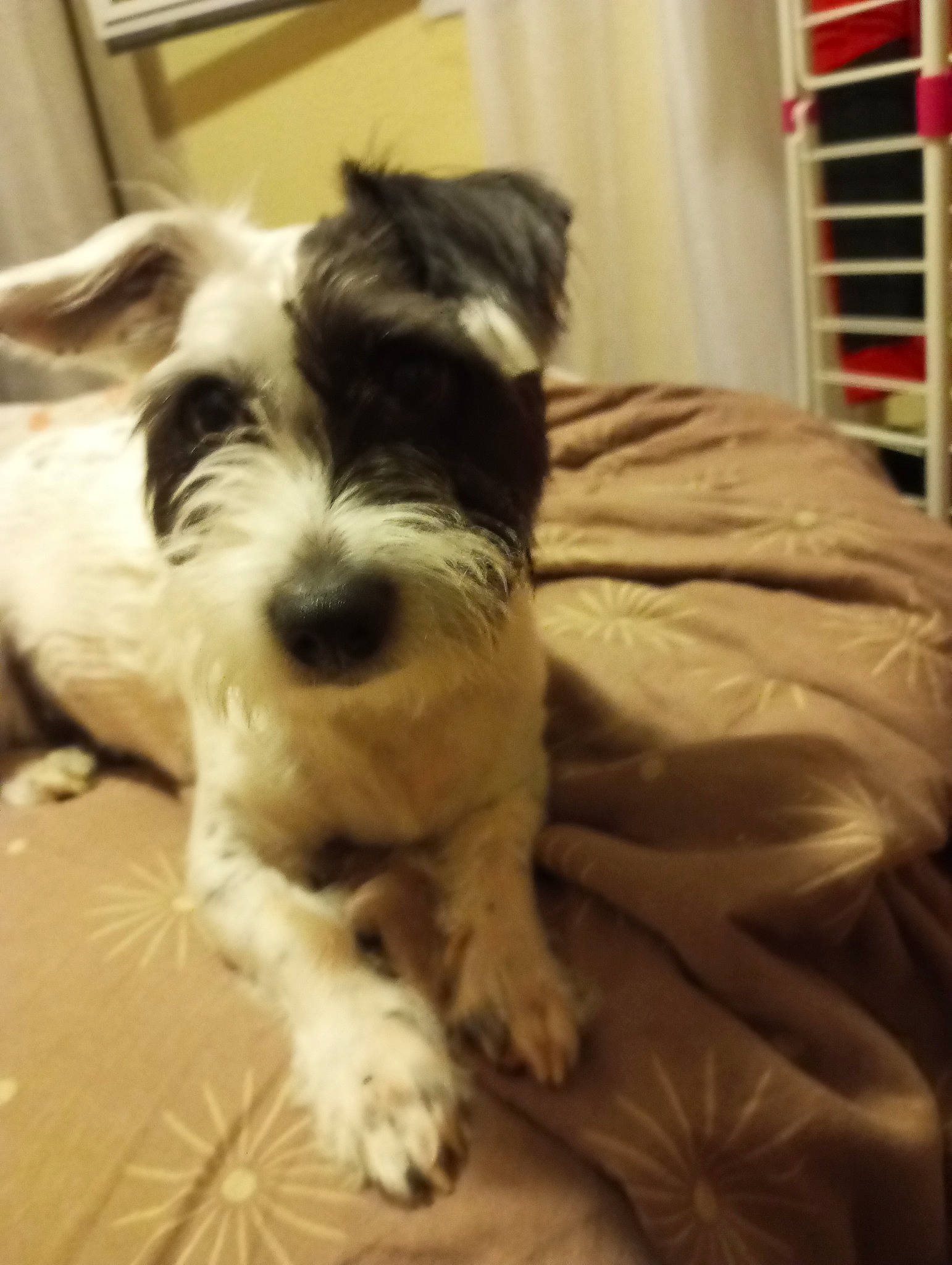 Panpan participe au concours pour gagner de l'argent avec cette photo : biewer_terrier, canidae, carnivore, comfort, companion_dog, dog, dog_breed, fur, non_sporting_group, schnauzer, small_terrier, snout, sporting_group, terrier, toy_dog, working_animal