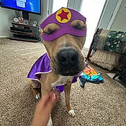 Brix joined the competition — help win amazing prizes! dog, superhero_costume, purple_cape, purple_mask, carpet, indoor, pet, costume, hand, television, blanket, chair, clothing, living_room, brown_dog, sitting, closed_eyes, home, decor, animal