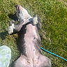 Nala is registered to the contest to win money with this photo: dog, grass, outdoor, sunlight, pet, canine, lying_down, relaxed, playful, animal, nature, summer, daylight, mammal, resting, paw, collar, leash, green, sunny