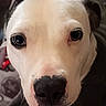 dog, close_up, white_dog, black_nose, pet, animal, portrait, face, ears, canine, looking_at_camera, indoor, soft_light, background, fabric, pattern, cute, friendly, domestic_animal, mammal