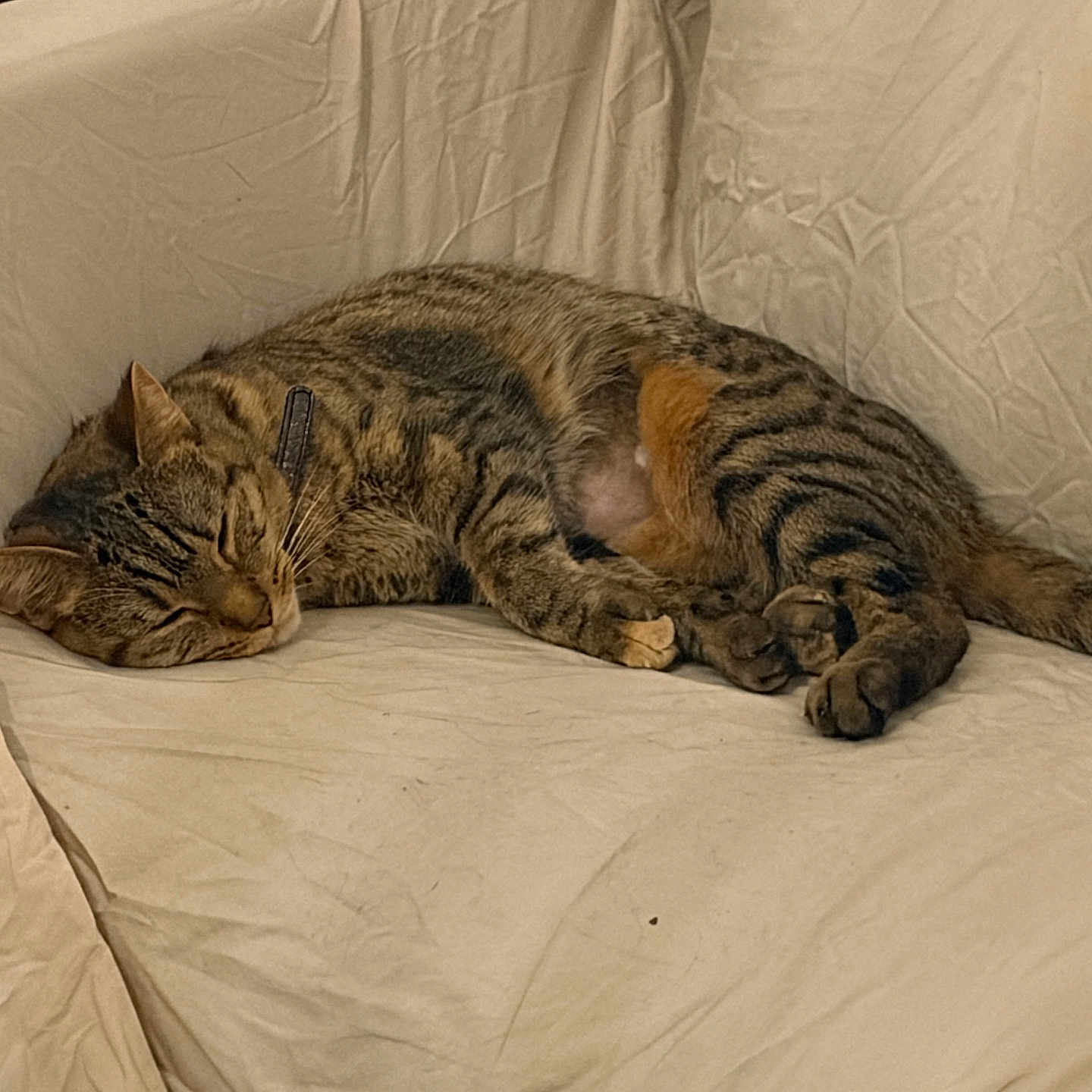 Nala a rejoint le concours — aidez-le/la à gagner de superbes lots ! cat, tabby, sleeping, couch, indoor, pet, feline, resting, fur, whiskers, cozy, home, relaxation, animal, mammal, domestic, cute, sleep, tabby_cat, quiet