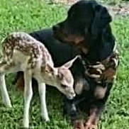 Odin is registered to the contest to win money with this photo: dog, deer, grass, animal, outdoor, nature, mammal, young_deer, pet, wildlife, friendship, canine, quadruped, field, fur, resting, brown, black, spotted, companion