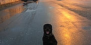 Odin is registered to the contest to win money with this photo: dog, rottweiler, parking_lot, wet_pavement, streetlight, police_car, american_flag, urban, twilight, car, building, tree, puddle, sky, outdoor, animal, sitting, street, evening, lamp_post