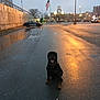 dog, rottweiler, parking_lot, wet_pavement, streetlight, police_car, american_flag, urban, twilight, car, building, tree, puddle, sky, outdoor, animal, sitting, street, evening, lamp_post