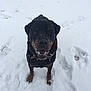 Odin is registered to the contest to win money with this photo: dog, rottweiler, snow, winter, animal, pet, canine, outdoor, cold, fur, friendly, playful, standing, black, brown, snowflakes, nature, winter_clothing, collar, closeup