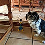 dog, toy, bird_toy, floor, tile_floor, chair_leg, wooden_chair, indoor, pet, black_and_white, sitting, curious, animal, playful, companion, furniture, home, domestic, closeup, cute