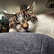 Waxou participe au concours pour gagner de l'argent avec cette photo : cat, sleeping, close_up, fur, whiskers, indoor, resting, cozy, pet, animal, relaxed, tabby, white_fur, soft_texture, face, ears, nose, muzzle, home, blurred_background
