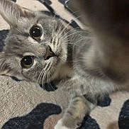 Jumba is registered to the contest to win money with this photo: animal, blanket, cat, closeup, cozy, curious, cute, domestic_animal, eyes, feline, fur, gray_cat, indoor, lying_down, pattern, paw, pet, soft, tabby, whiskers
