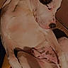 Paquito participe au concours pour gagner de l'argent avec cette photo : adult, animal, boxer, bulldog, canine, dalmatian, dog, greatdane, hound, labradorretriever, male, man, person, pet, pitbull, pointer, puppy, snout