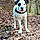 Paquito