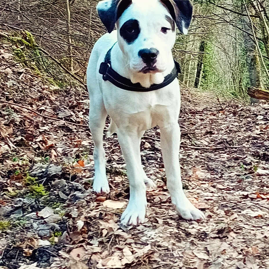 Paquito