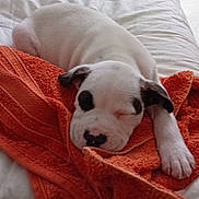 Paquito a rejoint le concours — aidez-le/la à gagner de superbes lots ! animal, ball, blanket, bostonbull, boxer, bulldog, canine, dog, football, frenchbulldog, hound, person, pet, pitbull, puppy, quilt, sleeping, soccer, soccerball, towel
