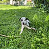 Paquito participe au concours pour gagner de l'argent avec cette photo : animal, backyard, bostonbull, boxer, bulldog, canine, dog, grass, green, herbal, herbs, hound, lawn, nature, outdoors, pet, plant, puppy, vegetation, yard