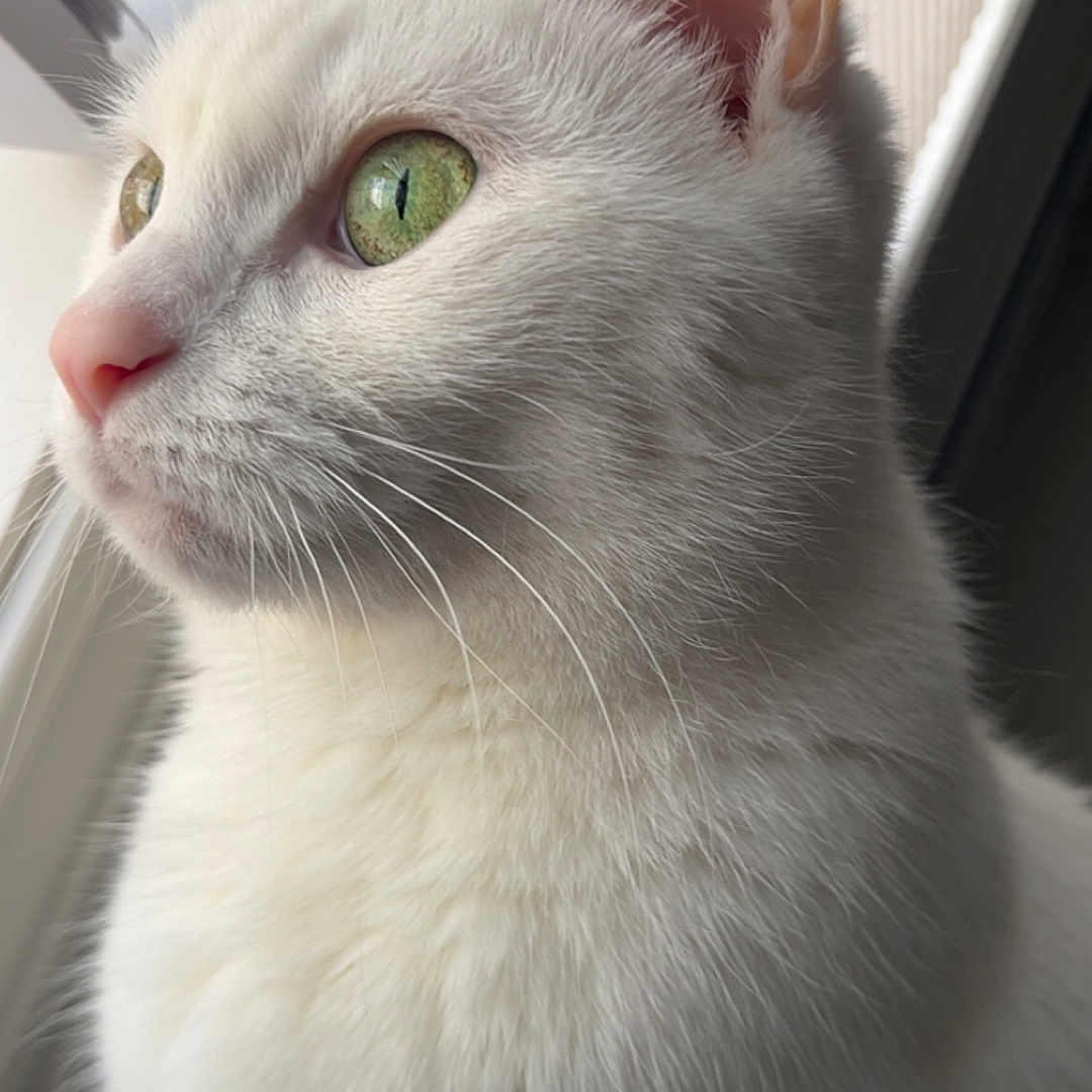 Daisy is registered to the contest to win money with this photo: abyssinian, angora, animal, cat, kitten, manx, pet, siamese, white