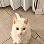 angora, animal, cat, door, hardwood, indoors, interiordesign, kitten, manx, pet, plywood, siamese, stainedwood, window, windowsill, wood