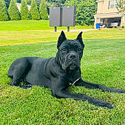 Havoc joined the competition — help win amazing prizes! alert, animal, black_dog, canine, daylight, dog, ears, grass, greenery, house, lawn, nature, outdoor, pet, portrait, quiet, relaxing, suburban, tree, yard