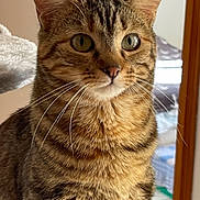 Chanel a rejoint le concours — aidez-le/la à gagner de superbes lots ! cat, tabby, close_up, indoor, pet, feline, whiskers, fur, eyes, curious, sitting, soft_surface, cozy, home, animal, portrait, mammal, domestic_cat, alert, cute