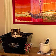 Oreo a rejoint le concours — aidez-le/la à gagner de superbes lots ! cat, container, vodka, black, wooden_surface, remote_control, ceramic_pot, berries, festive, red, orange, painting, wall, indoor, pet, animal, decor, furniture, relaxed, curious