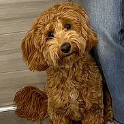 Peanut joined the competition — help win amazing prizes! animal, award, certificate, curly_hair, cute, dog, floor, footwear, hand, head_tilt, indoor, jeans, leash, paw, person, pet, sandals, tile, training, wall